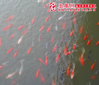 梦见许多鱼在河里游_周公解梦网