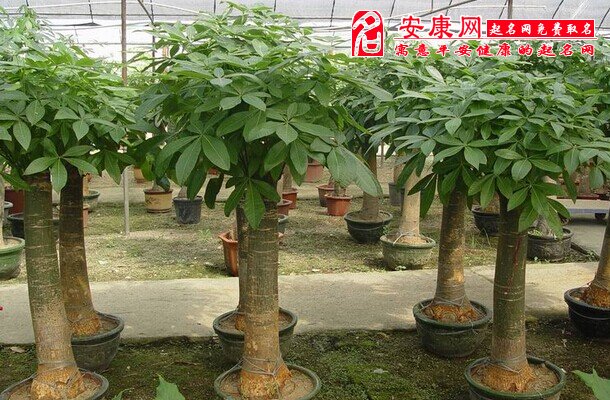 梦见发财树