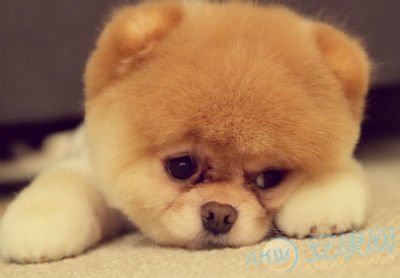 好听的狗狗名字大全