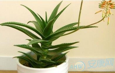 梦见芦荟开花代表着什么?常见的胎梦